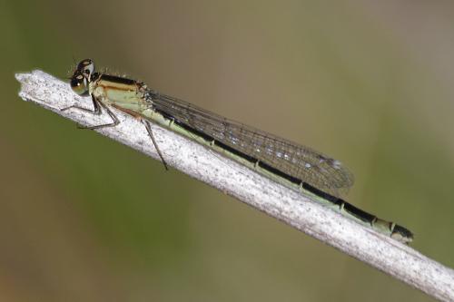 Ischnura elegans